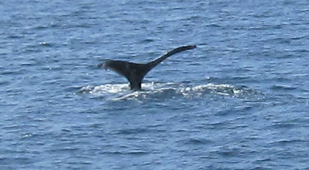 fluke